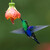 kolibřík zelenotemenný (Thalurania fannyi)