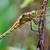 Orthetrum cancellatum