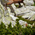 Kamzík vrchovský tatranský (Rupicapra rupicapra tatrica)