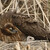 Kaňa stepná /Circus macrourus/Moták stepní - samica na hniezde