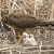 Kaňa stepná /Circus macrourus/Moták stepní - samica na hniezde