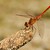 vážka obyčajná (Sympetrum vulgatum)