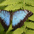 Morpho peleides