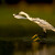 Volavka stříbřitá - přistání