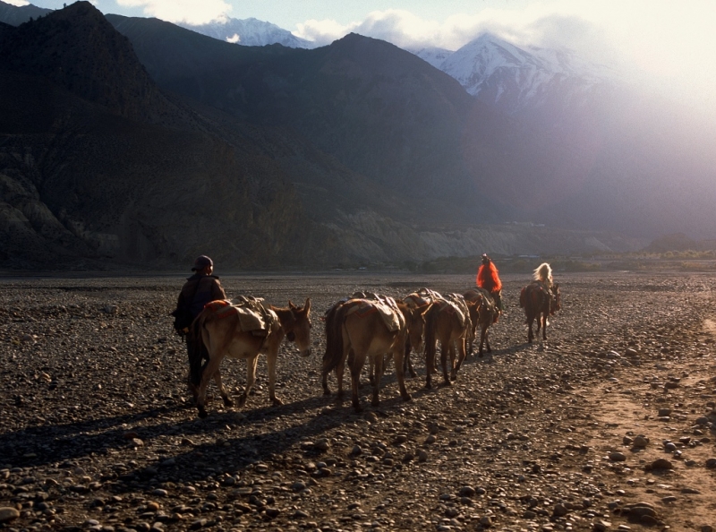 Foto 2: Karavana oslů v oblasti Mustang, Nepál.