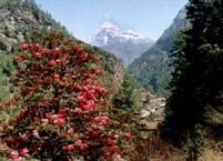 Rhododendron za Monjo
