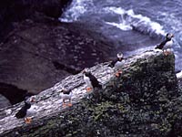 Papuchalci Papuchalci