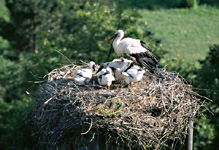Pohled do čapího hnízda<br>©Jan Veber, 2003