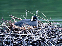 Lyska černá na hnízdě<br>©Jan Veber, 2003