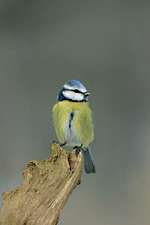 Sýkora modřinka. Fotografováno u krmítka.<br>© Ladislav Vogeltanz Sýkora modřinka. Fotografováno u krmítka.<br>© Ladislav Vogeltanz