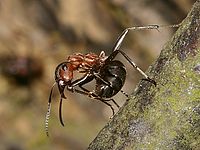 Mravenec při obraně