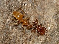 Mravenec druhu Lasius flavus