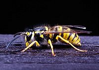 makrofotografie | © Luboš Wišniewski makrofotografie