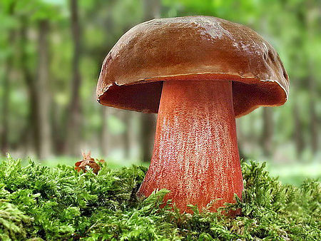 Hřib kovář - Boletus erythropus