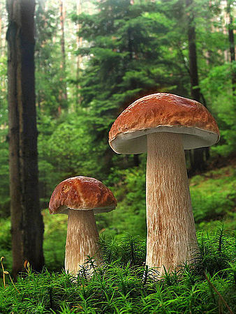 Hřib smrkový - Boletus edulis