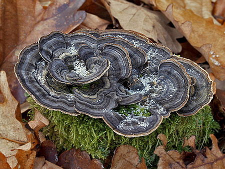 Outkovka pestrá - Trametes versicolor