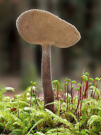 Stopečka pýřitá - Helvella macropus