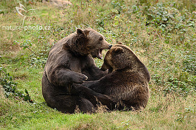 Medvěd hnědý (Ursus arctos), Autor: Ondřej Prosický