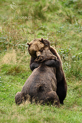 Medvěd hnědý (Ursus arctos), Autor: Ondřej Prosický