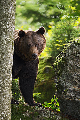 Medvěd hnědý (Ursus arctos), Autor: Ondřej Prosický