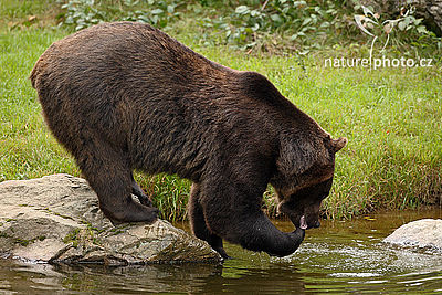 Medvěd hnědý (Ursus arctos), Autor: Ondřej Prosický