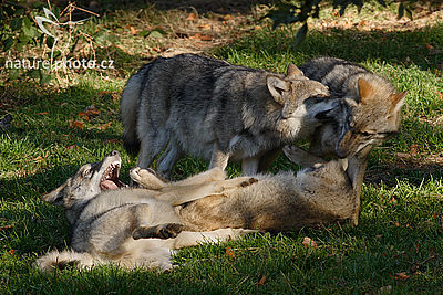 Vlk obecný eurasijský (Canis lupus lupus), Autor: Ondřej Prosický 