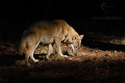 Vlk obecný eurasijský (Canis lupus lupus), Autor: Ondřej Prosický 