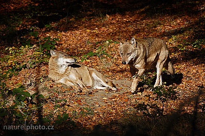 Vlk obecný eurasijský (Canis lupus lupus), Autor: Ondřej Prosický 