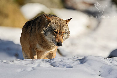 Vlk obecný eurasijský (Canis lupus lupus), Autor: Ondřej Prosický 