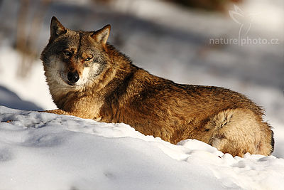 Vlk obecný eurasijský (Canis lupus lupus), Autor: Ondřej Prosický