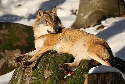 Vlk obecný eurasijský (Canis lupus lupus), Autor: Ondřej Prosický