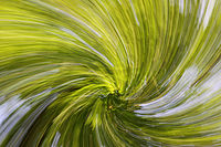 koruny stromů s rotací | (c) The DOBROVOD koruny stromů s rotací