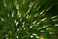 exploze sedmikrásek - zoom s pohybem fotoaparátu | (c) The DOBROVOD exploze sedmikrásek - zoom s pohybem fotoaparátu