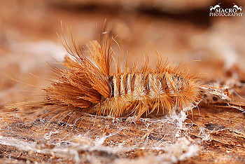 Skládaná fotografie ze 30 snímků. Fotografováno venku. | (c) Pavel Krásenský Skládaná fotografie ze 30 snímků. Fotografováno venku.