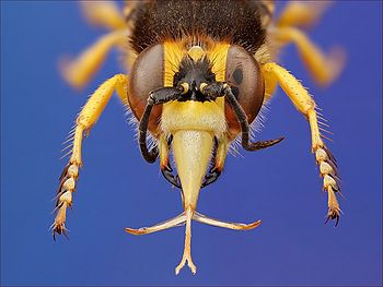 Fotografováno objektivem MP-E 65, složeno ze 60 snímků. | (c) Pavel Krásenský Fotografováno objektivem MP-E 65, složeno ze 60 snímků.