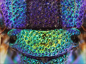 Štít zlatěnky. Na složeném snímku je část o velikosti 1,5 mm. | (c) Pavel Krásenský Štít zlatěnky. Na složeném snímku je část o velikosti 1,5 mm.