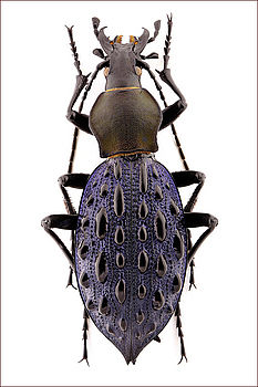 Složená fotografie střevlíka pro publikační účely. | (c) Pavel Krásenský Složená fotografie střevlíka pro publikační účely.