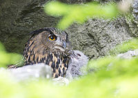 Výr velký (Bubo bubo)