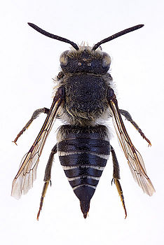 Fotografie včely pro publikační účely. Složeno v programu CombineZM.