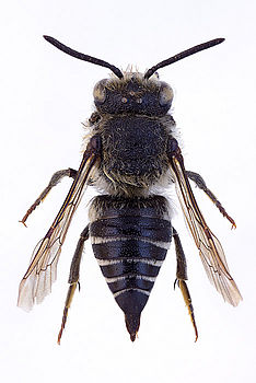 Fotografie včely pro publikační účely. Složeno v programu CombineZM. | (c) Pavel Krásenský Fotografie včely pro publikační účely. Složeno v programu CombineZM.