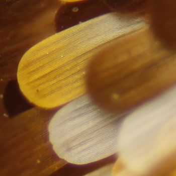 Výřez z originálu, bez úprav a v originální velikosti. Patrna je velmi malá hloubka ostrosti. | (c) Pavel Krásenský Výřez z originálu, bez úprav a v originální velikosti. Patrna je velmi malá hloubka ostrosti.