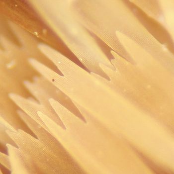 Výřez z originálu, bez úprav a v originální velikosti. Patrna je velmi malá hloubka ostrosti. | (c) Pavel Krásenský Výřez z originálu, bez úprav a v originální velikosti. Patrna je velmi malá hloubka ostrosti.