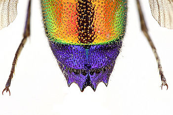 Fotografie zadečku zlatěnky pro publikační účely. Velká hloubka ostrosti umožňuje pohled na tvar. | (c) Pavel Krásenský Fotografie zadečku zlatěnky pro publikační účely. Velká hloubka ostrosti umožňuje pohled na tvar.