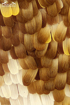 Fotografie motýlího klřídla. Objektiv NIKON CF Plan 10x/0.3. Složeno z 80 snímků. | (c) Pavel Krásenský Fotografie motýlího klřídla. Objektiv NIKON CF Plan 10x/0.3. Složeno z 80 snímků.