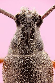 Canon MP-E 65, složeno z 30 snímků v programu CombineZM. | (c) Pavel Krásenský Canon MP-E 65, složeno z 30 snímků v programu CombineZM.