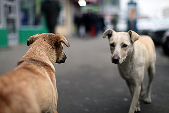  Rumunsko, Cora a Beauty