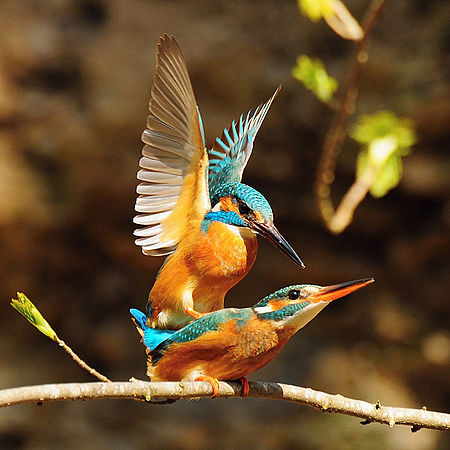 (c) Zdeněk Mojžíš