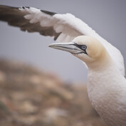 Helgoland 2014: Terej vzlétající