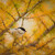 Sýkora lužní (Parus montanus)