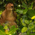 Kahau nosatý (Proboscis monkey)